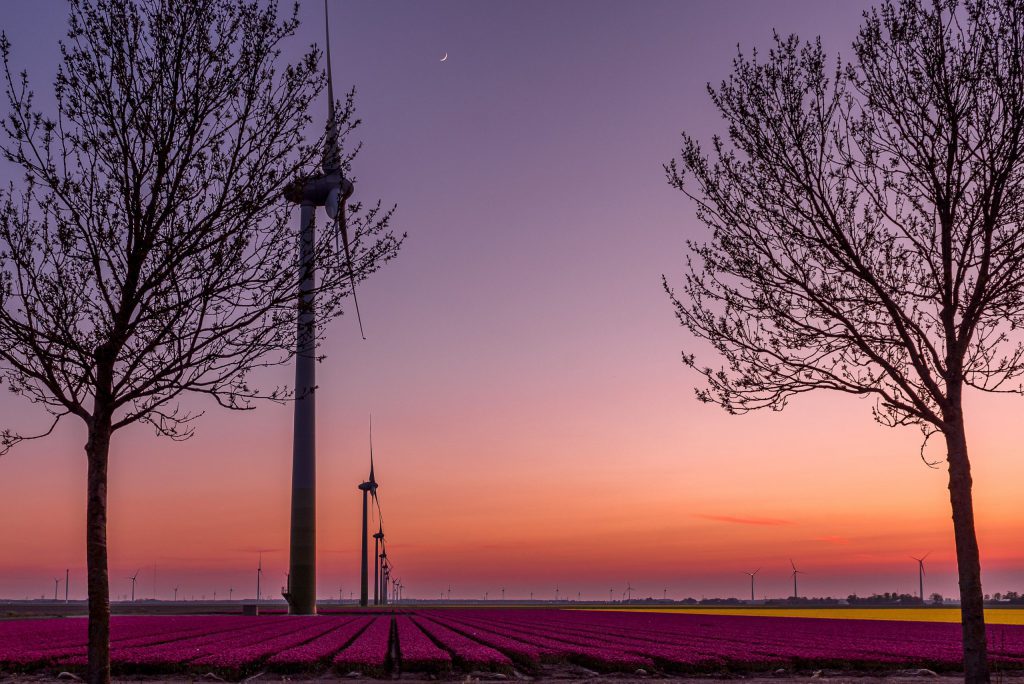 a beautiful sunset in the flevopolder with the windmills. Above a field of nice dark purple tulips field
