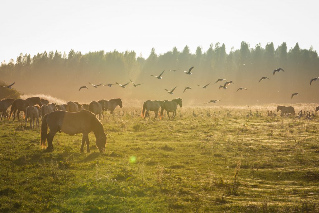 Konikpaarden Oosvaardeseplassen