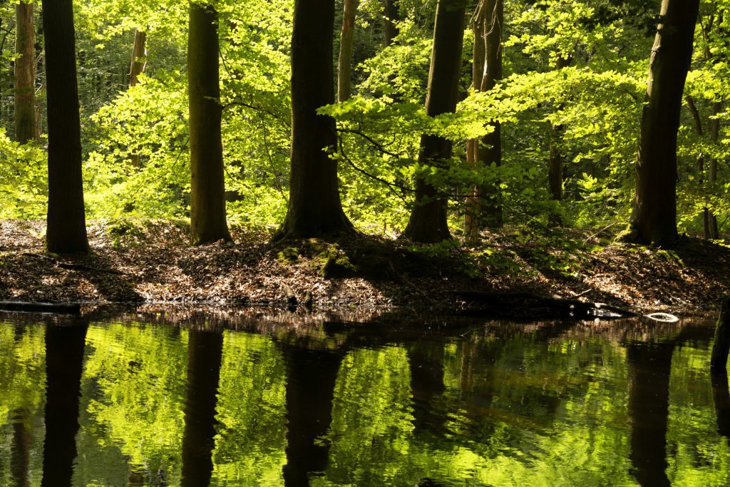 Trees in the Waterloopbos