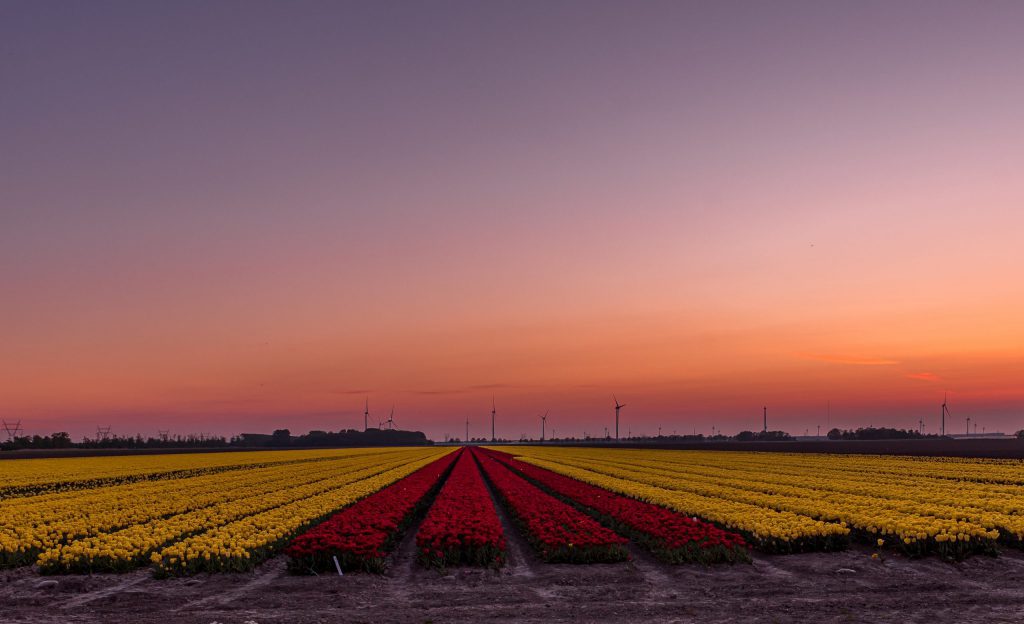 a beautiful sunset in the flevopolder above a field of yellow and dark purple tulips