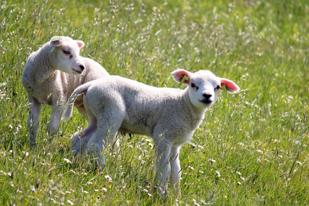 23171-dag-3-en-4_terschelling_wandelvakantie_waddeneilanden_fenzopreis