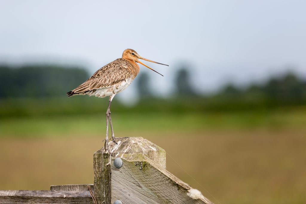 Zittende Grutto op paal