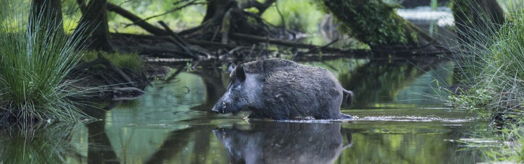 Veluwe-header