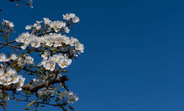 fietsvakantie veluwe en rijn