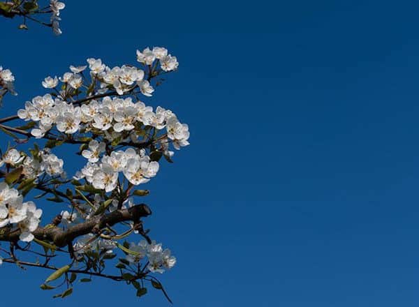 fietsvakantie veluwe en rijn