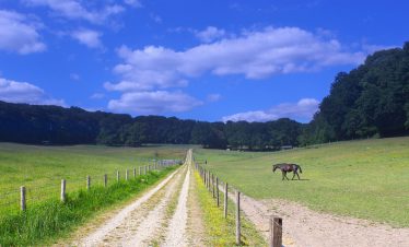 fietsvakantie veluwe en rijn