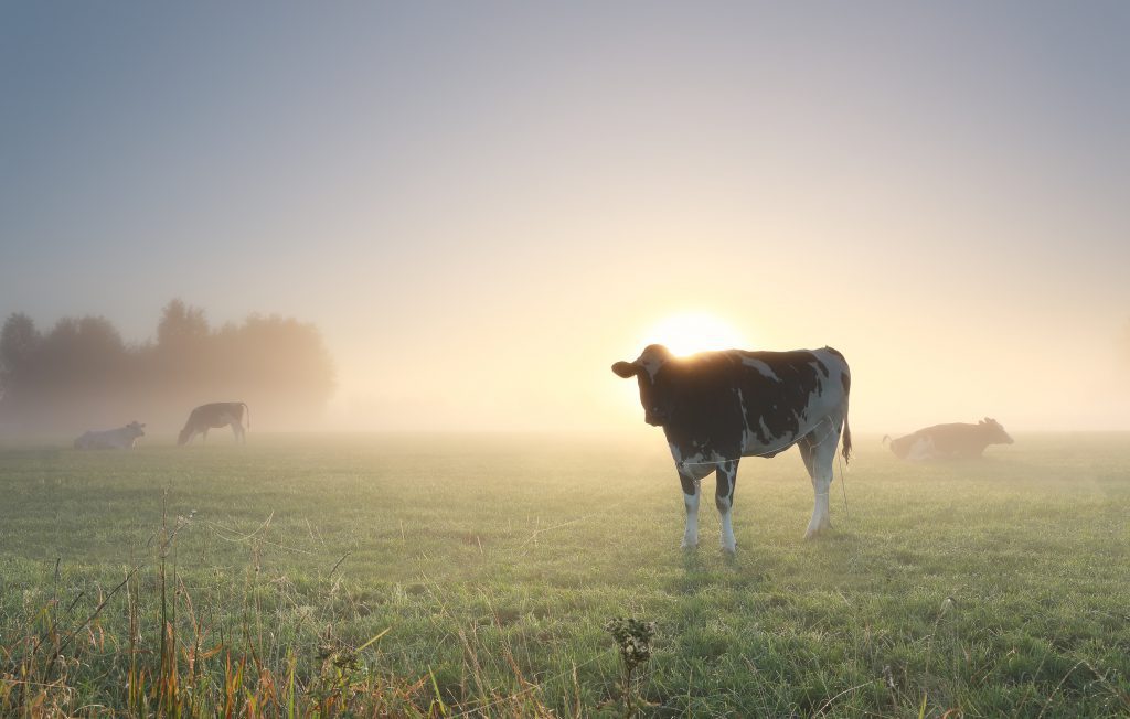 friesland