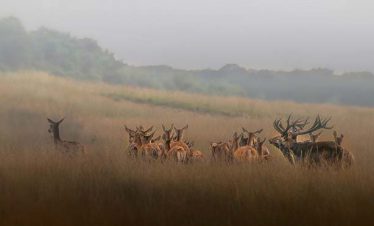 fietsvakantie veluwe en rijn