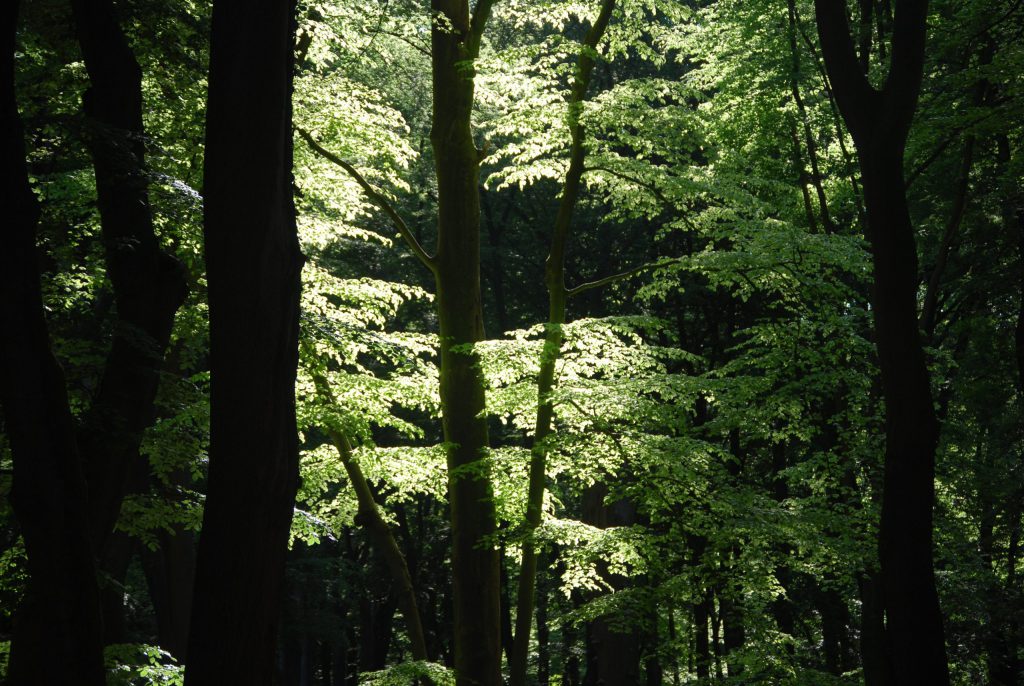 harderwijk fietsreis-bomen