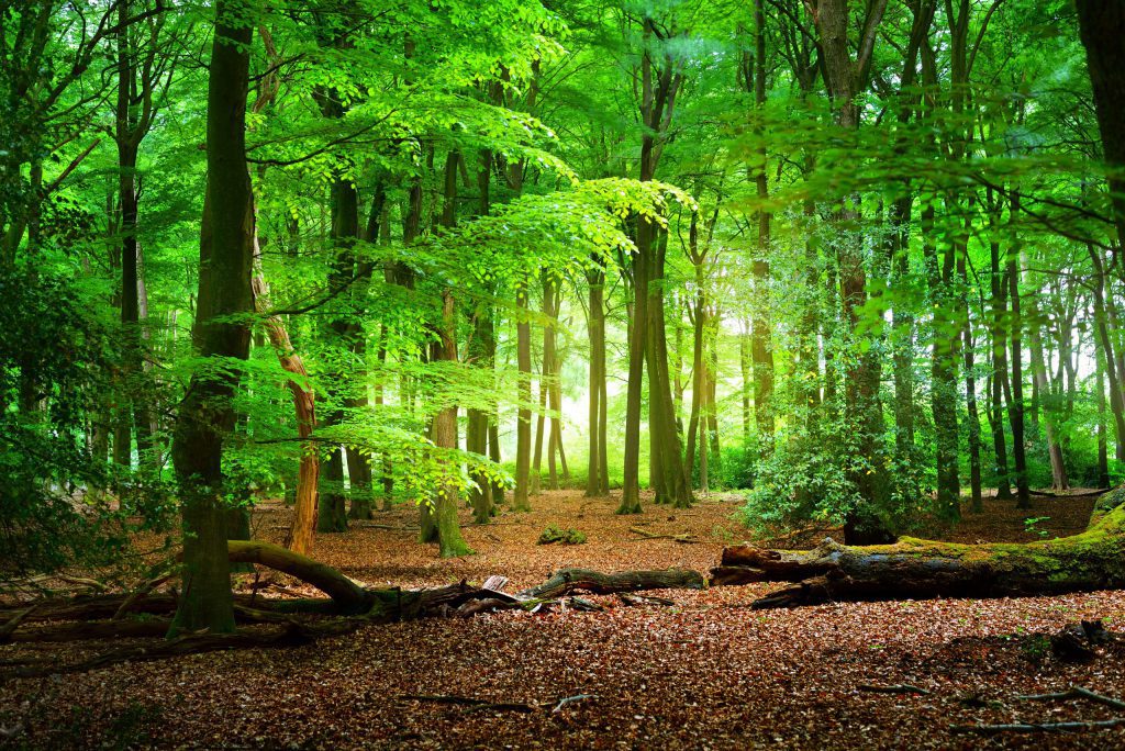 harderwijk-fietsreis-bos_veluwe