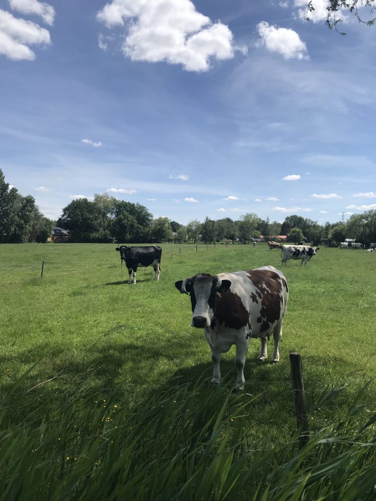 harderwijk fietsreis-koeien