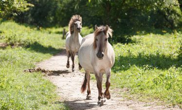 fietsvakantie veluwe en rijn