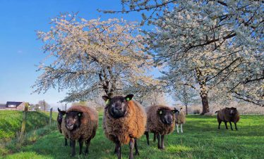 fietsvakantie veluwe en rijn