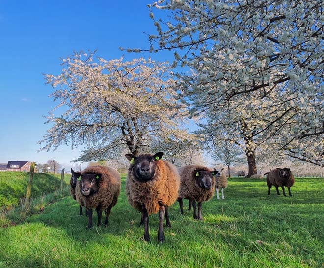 fietsvakantie veluwe en rijn