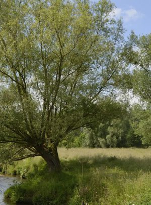 limburg