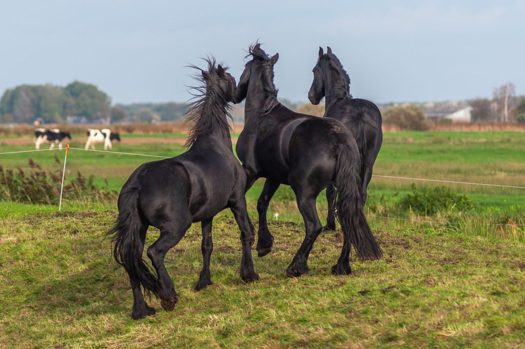 fietsreis-ijsselmeer