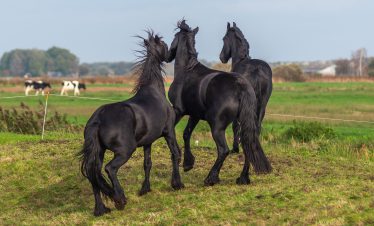 fietsreis-ijsselmeer