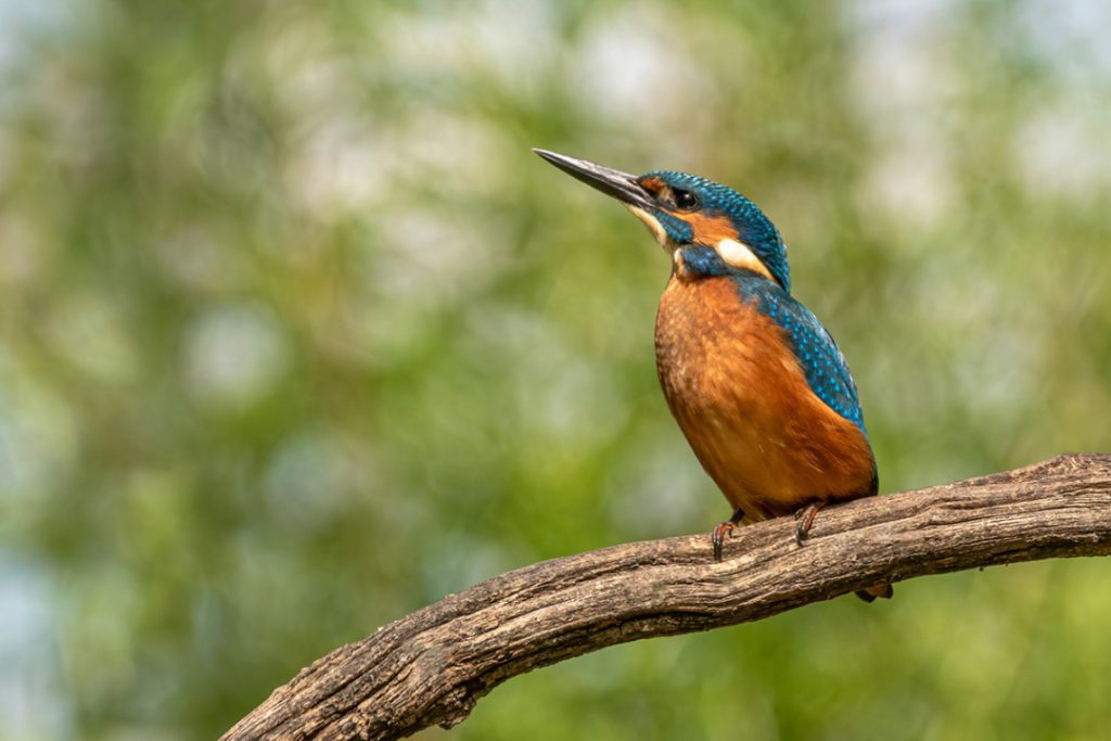 wandelvakantie_ijsvogel_fenzopreis-de-lutte