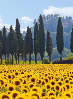 fietsvakantie toscane