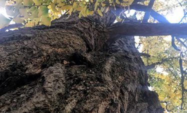 harderwijk-fietsvakantie