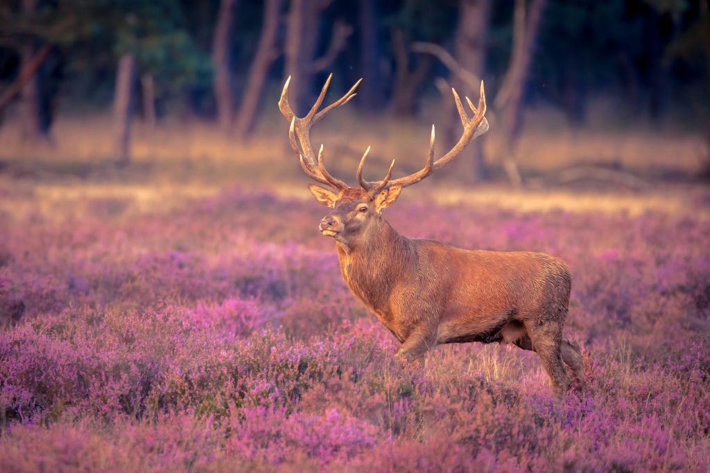 veluwe