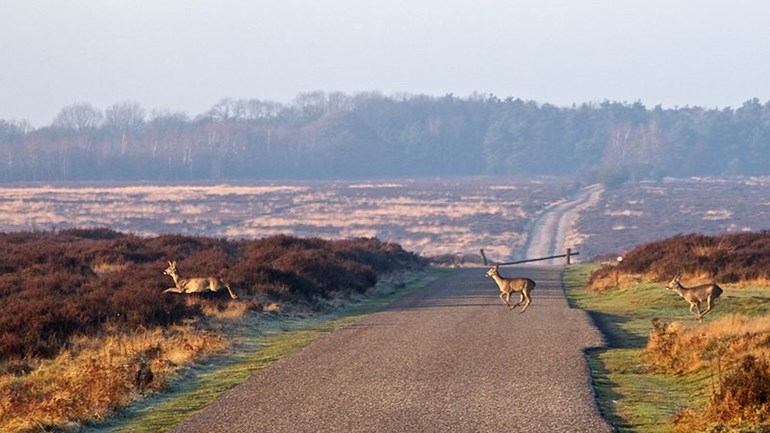 Hoge_Veluwe_FENZopreis