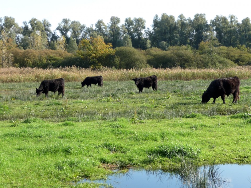 culinaire-fietsvakantie-maas-limburg-fenzopreis