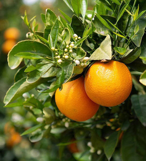 fietsvakantie_griekenland