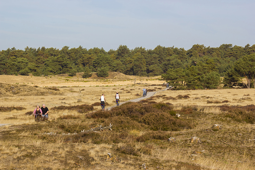 Cycling trough the woods in national park De hoge veluwe in the
