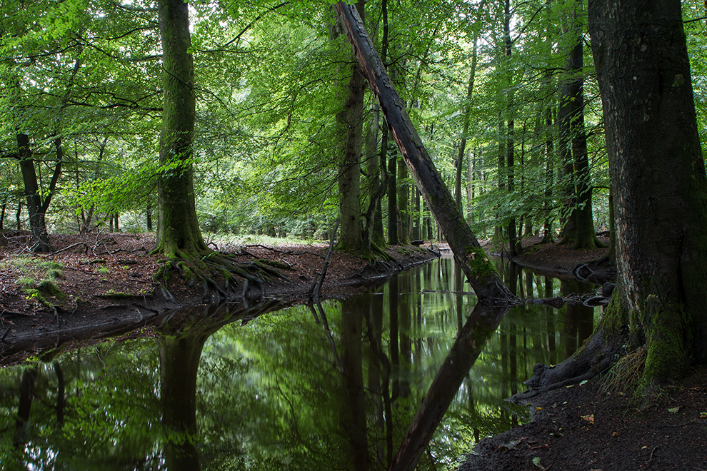 Hierdense Beek, Leuvenumse Bos, The Netherlands