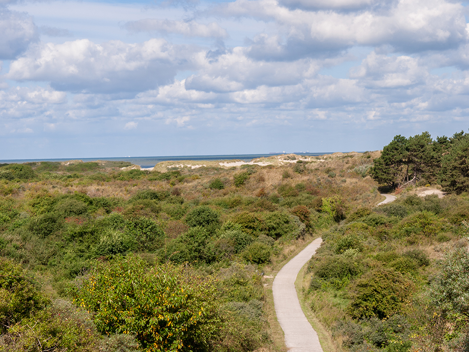 View over sand dunes with grass, bushes and trees near Domburg,