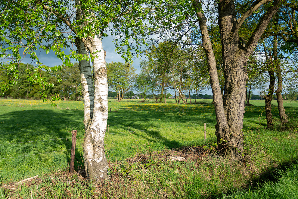 Birch tree and oak tree in The Netherlands