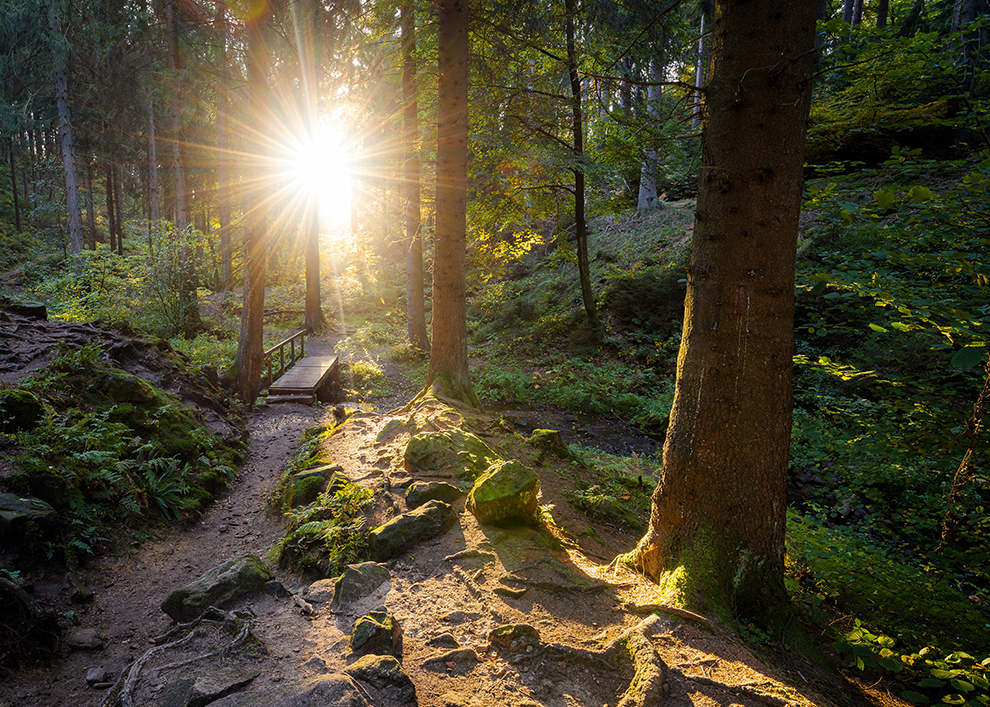 Die letzten Sonnenstrahlen des Tages im Teutoburger Wald, Silber