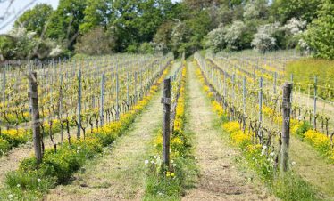 haspengouw-fietsvakantie