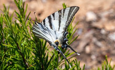 rhodos-fietsvakantie